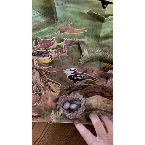 Birdscapes Pop Up Book Celebration of Bird Songs in Stereo M. Chu & Cornell Labs - Picture 14 of 14